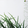 Benczak Gartencreation